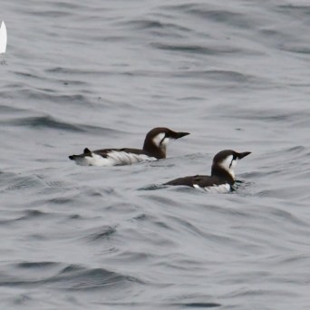 Two birds swimming on wavy sea surface with logo in top left corner.