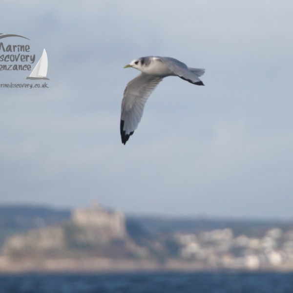 A seagull soaring with village and coastline blurred in the background.