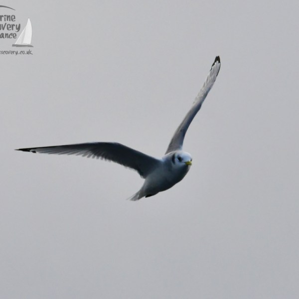 A seagull flying against a gray sky with spread wings.