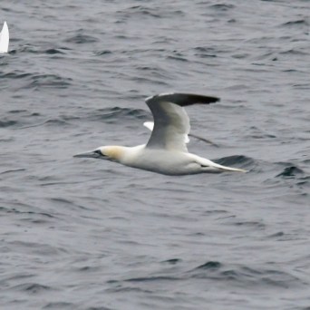 Seabird with white body and black wingtips flying over ocean waves.