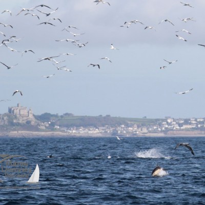 Flock of birds over the sea with a distant castle on a hill in the background.