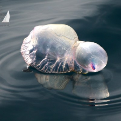 Translucent marine creature floating on calm, dark water creating gentle ripples.