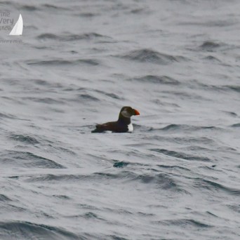 A puffin with a colorful beak floating on the ocean.