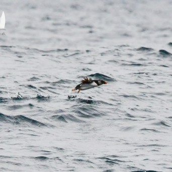 Puffin flying low over ocean waves.