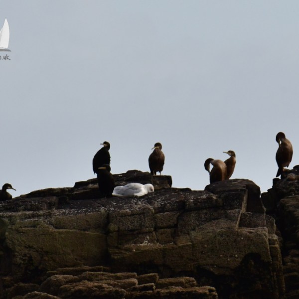 Birds perched on rocky cliff under overcast sky.