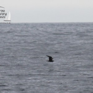 Silhouette of an arctic skua flying over the ocean with logo in corner.