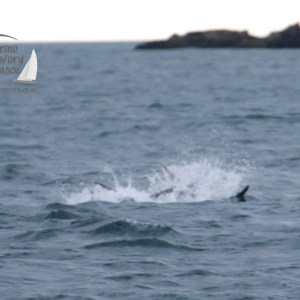 A bluefin tuna splashing in the ocean with a rocky background and logo overlay.