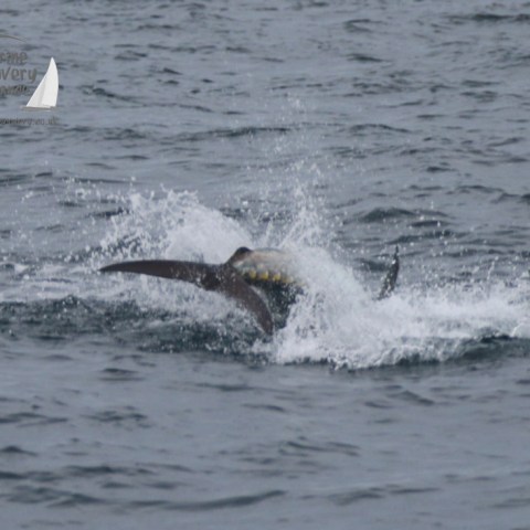 A tuna partially emerges from the water, creating splashes in the ocean.