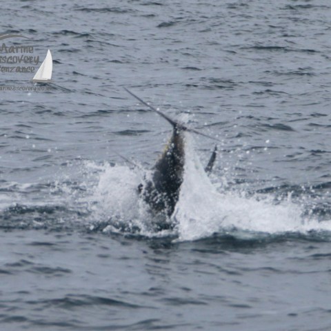A bluefin tuna jumping out of the water, creating a splash in a choppy sea.
