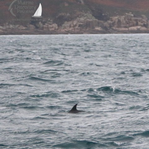 Dolphin fin emerges from ocean, with rocky coastline in the background.