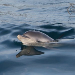 Close-up of a dolphin surfacing in calm blue water with reflection visible.