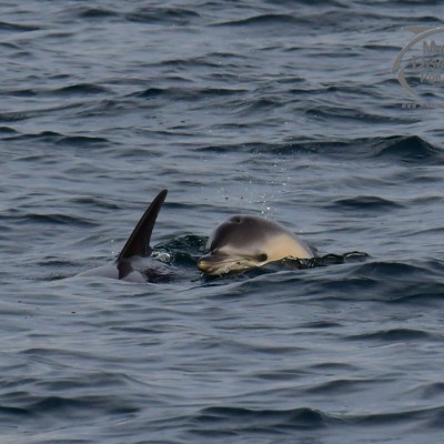 Two dolphins swimming in the ocean, one with dorsal fin showing.
