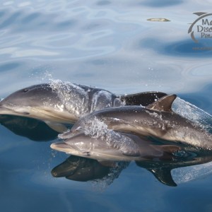 Two dolphins swimming side by side in clear blue water.