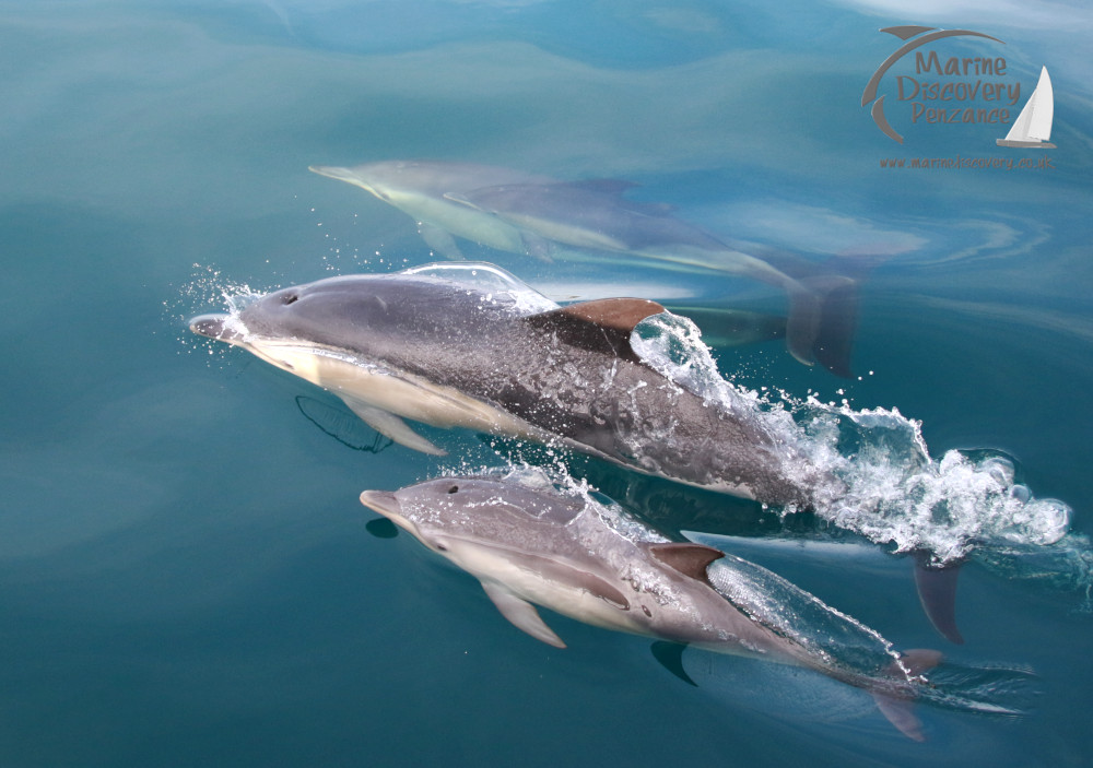 Three dolphins swimming in clear blue water, creating splashes and ripples.