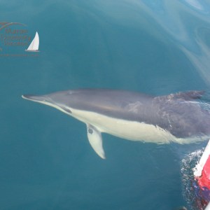 Dolphin swimming near a boat with a red hull in clear blue water.