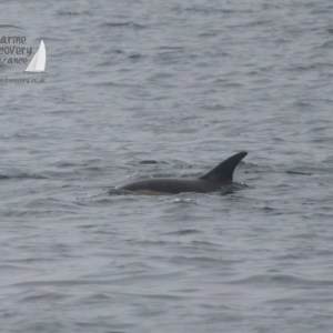 Dorsal fin of an dolphin partially visible above the water surface in the ocean.