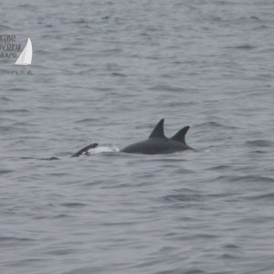 Dorsal fins of dolphins above the water surface in a grey ocean.