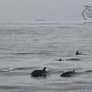 Dolphins swimming in the ocean with distant ship on horizon.