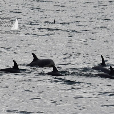 Group of dolphins swimming with dorsal fins above water surface.