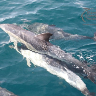 Group of dolphins swimming in clear blue sea, viewed from above.