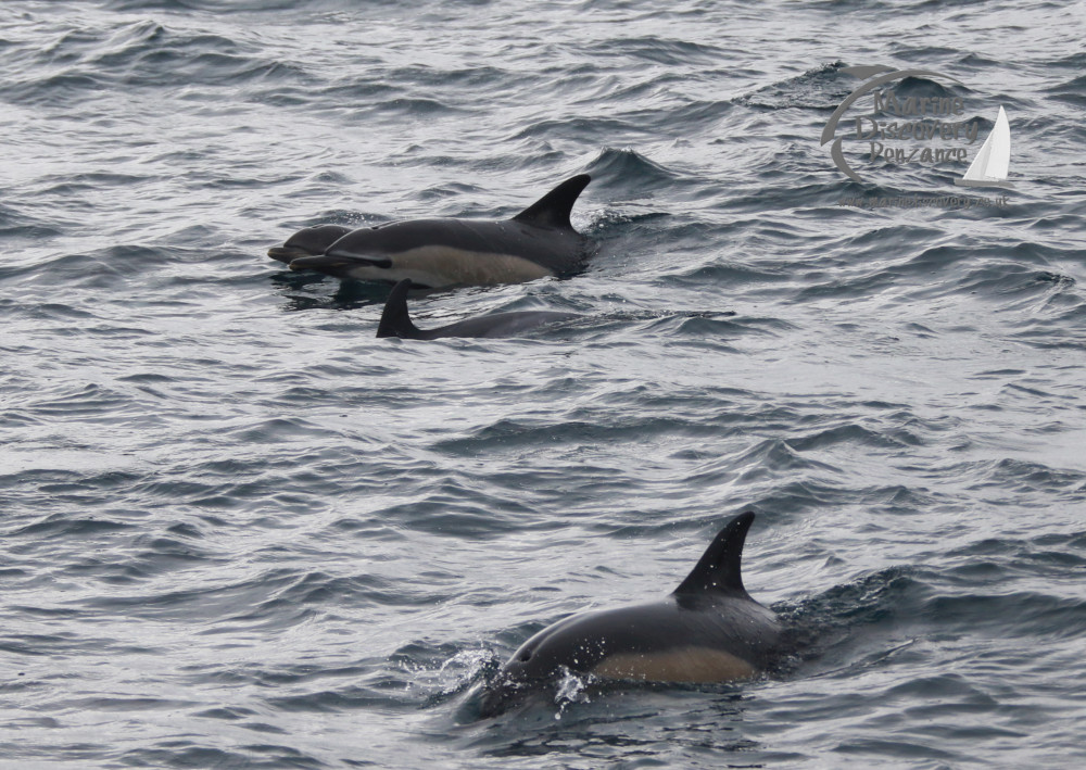 Four dolphins swimming in the ocean with dorsal fins visible above the water.