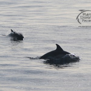 Two dolphins swimming near the ocean surface with gentle waves and a logo in the upper right corner.