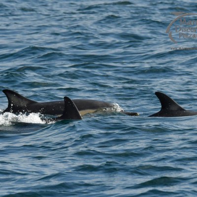Three dolphins swimming in the ocean, partially submerged with dorsal fins visible.