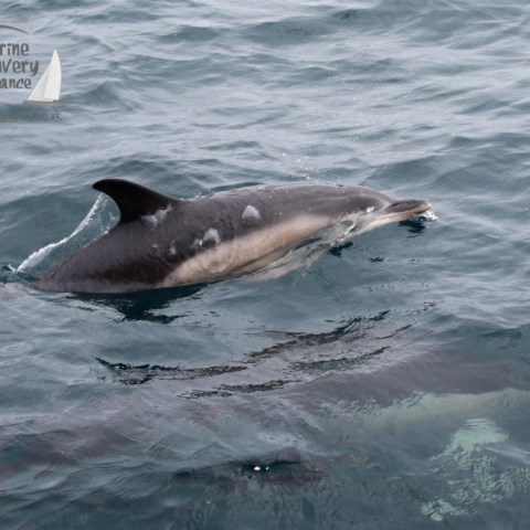 Dolphin swimming in the ocean, partially submerged with visible fin and smooth water surface.