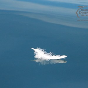 A single white feather floating on calm blue water.