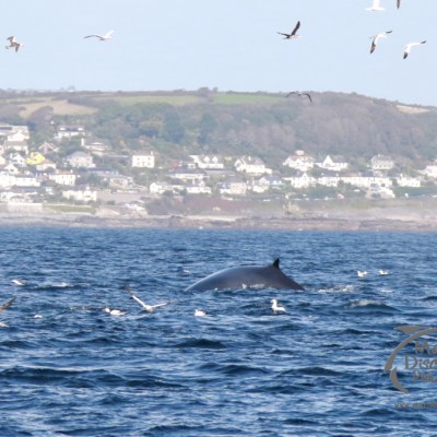 Fin whale surfacing in the sea surrounded by seagulls, with a coastal village in the background.