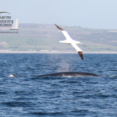 gannet flying over a whale's back in the ocean with distant hills and logo text on the image.