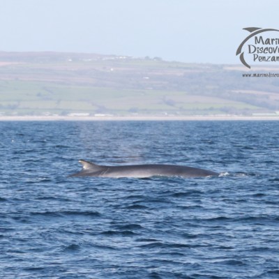 Fin whale surfacing in the ocean with distant hills and logo overlay of Marine Discovery Penzance.