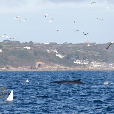 Whale fin in ocean with birds flying above and coastline in background.
