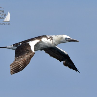 A seabird in flight with brown wings, white body, and a long beak against a clear blue sky.
