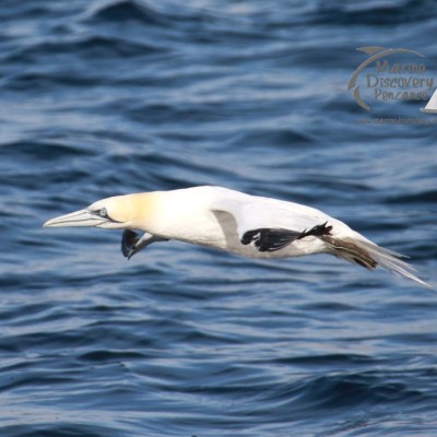 Gannet flying low over the ocean with its wings tucked, against a backdrop of rippling water.