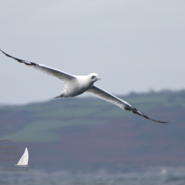 A gannet flying over the ocean with distant hills in the background.