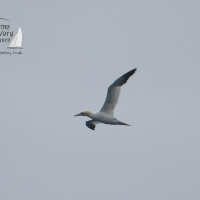 Seabird with long wings gliding against a grey sky, logo in the top left corner.
