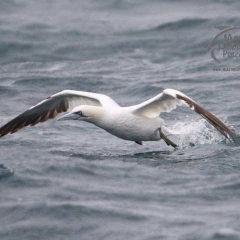 gannet
