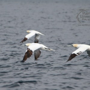 Three gannets with white bodies and black-tipped wings flying low over the ocean surface.