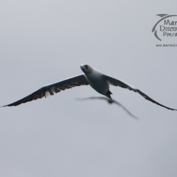 Bird in flight with wide wingspan against a cloudy sky.