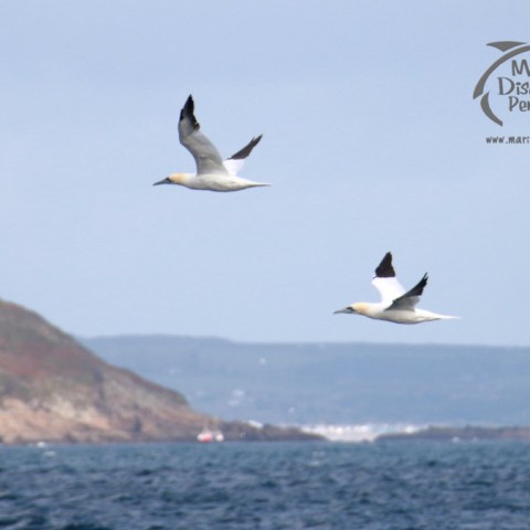 Two seabirds flying over the ocean with a rocky coastline in the background.