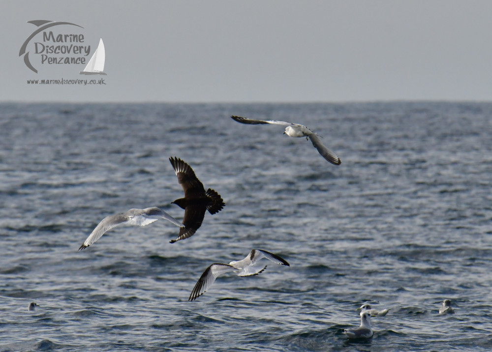 Great skua among kittiwakes