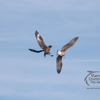 Two birds flying mid-air against a blue sky, with wings outstretched.