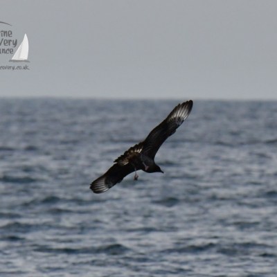 great skua