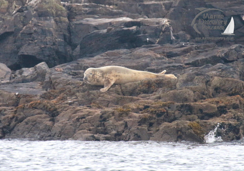 Seal resting on rocky shore near ocean waves.