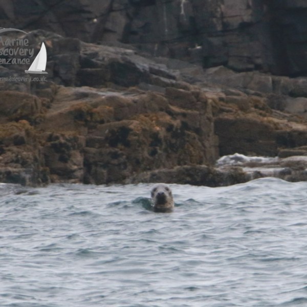 Seal swimming near rocky shoreline with gray rocks in the background.