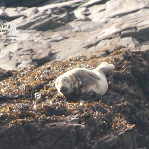 Seal resting on a rocky shore surrounded by seaweed.