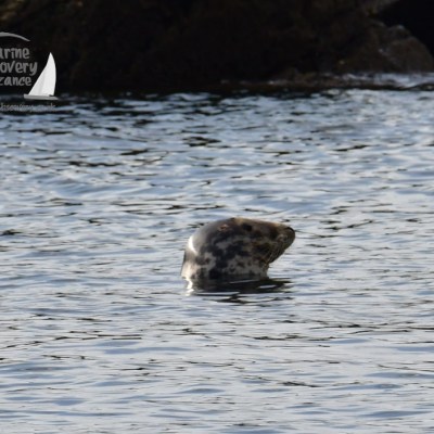 A seal's head emerges from the water near rocky shore, with a logo in the top left corner.