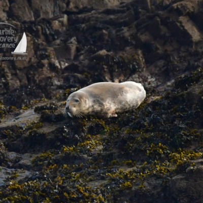 Seal resting on seaweed-covered rocks with rough terrain in the background.