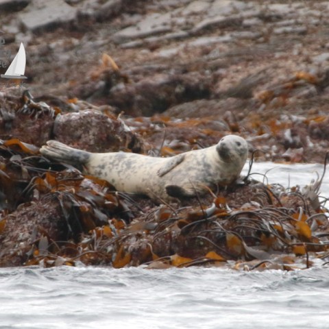 Seal lounging on seaweed-covered rocks by the water's edge.